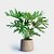 Thaumatophyllum  Bipinnatifidum (Guaimbê) - Imagem 1