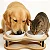 Comedouro Elevado Porcelana P Duplo Para Cachorro E Gato Marrom-claro - Imagem 6