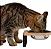 Comedouro Inox Bebedouro Cachorro Gato Elevado Simples Tam P - Imagem 6
