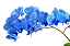 Orquídea Azul - Imagem 4