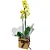 Orquídea Amarela - Imagem 3