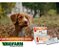 Estrogin Contraceptivo 2ml Anti Cio Para Coito Indesejado Cadelas e Gatas - Biofarm - Imagem 3