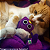 Passarinho de Feltro Recheado com Catnip Brinquedo Relaxante para Gatos - Animal Flower - Imagem 11