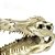 Cranio Crocodilo 13,8X8,5X6,8Cm Ns-60 Nomoypet - Imagem 3