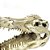 Cranio Crocodilo 13,8X8,5X6,8Cm Ns-60 Nomoypet - Imagem 1