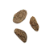 Fava De Abere - 3 Unidades - Imagem 1