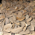 Fava De Abere - 3 Unidades - Imagem 2