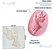 Molde De Silicone: Pomba Branca - 7,0 x 3,5 cm - Imagem 2