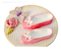 Molde de Silicone: Sapatilha de Bailarina - 5,0 cm - Imagem 6
