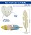 Molde de Silicone: Penas - 6,0 x 1,5 cm - Imagem 2