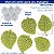 Molde de Silicone: Folhas - 2,0 x 1,7 cm - Imagem 2