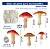Molde de Silicone: 5 Cogumelos - Imagem 2