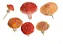 Molde de Silicone: 5 Cogumelos - Imagem 4