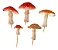 Molde de Silicone: 5 Cogumelos - Imagem 10