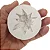 Molde de Silicone: Flor de Margarida - 6,0 x 5,0 cm - Imagem 3