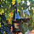 Guatambu Rastros do Pampa Pinot Noir 2024 - Imagem 3