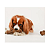 Benebone Zaggler Bacon - Imagem 3
