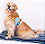 Kit Peitoral Colete Califórnia Blue Inverse + Guia Azul e Laranja - Allure Pets - Imagem 5