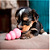 Brinquedo Kong para Cães Puppy Pequeno - Azul - Imagem 4