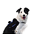 Peitoral para Cachorros Juno Personalizável Tam G - Dog Friends Forever - Imagem 8