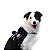 Peitoral para Cachorros Juno Personalizável Tam G - Dog Friends Forever - Imagem 4