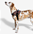 Peitoral Zeedog para Cachorros FlyHarness Vortex Size 4 - Imagem 5