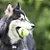 Bola Kong Squeakair Tennis Ball Medium - Imagem 1