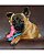 Kong Chewstix Puppy - Imagem 4
