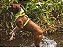 Peitoral Zeedog para cachorros H Neopro Verde Limão - Imagem 4