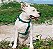 Peitoral Zeedog para cachorros H Neopro Amazonia - Imagem 2