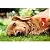 Petisco Spin Pet Onebyone Fit Stick Pera Mandioca e Ervilha - 50g - Imagem 4