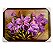 Quadro Decorativo Flor Orquídea Roxa Moldurado 50x70 - Imagem 1