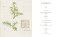 Hilma AF Klint: Whats Stands Behind The Flowers - Hilma AF Klint 1a Ed 2026 - Imagem 7