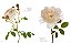 The Color Of Roses: A Curated Spectrum of 300 Blooms - Victoria Pearson 1a Ed - Imagem 3