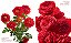 The Color Of Roses: A Curated Spectrum of 300 Blooms - Victoria Pearson 1a Ed - Imagem 5