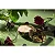 Vela Lata 3 Pavios Relevo Forbidden Fig 60h - Voluspa - Imagem 4