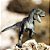 Figura Tyrannosaurus Rex Safari Ltd. - Imagem 2