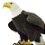 Figura Águia De Cabeça Branca (Bald Eagle) Safari Ltd. - Imagem 5