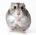 Hamster Anão Russo - Imagem 1