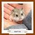 Hamster Anão Russo - Dove    ***ATENÇÃO ANIMAIS ENTREGA SOMENTE VIA UBER OU RETIRADA*** - Imagem 1