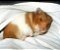 Hamster Sírio - Imagem 4