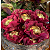 Forminhas para doces - Camelinha - 50 unid - Imagem 1