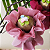 Forminhas para doces - Camelinha - 50 unid - Imagem 4