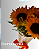 Cone de Girassol - Imagem 1