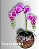 Arranjo de Orquídeas Rosa Permanente - Imagem 1