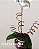 Orquídea branca ou a cor da sua escolha. - Imagem 1