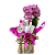 Orquídea Phalaenopsis no Vaso de madeira Rosa - Imagem 1