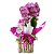 Orquídea Phalaenopsis no Vaso de madeira Rosa - Imagem 2