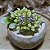 Brinco de Prata 925 Flor Florzinha Brilhante 8mm - Imagem 2