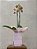 Orquídea Especial - Imagem 2